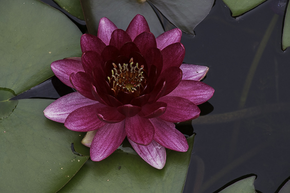 Flora